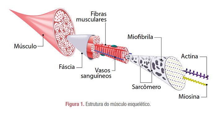 Figura 1. Estrutura do músculo esquelético.