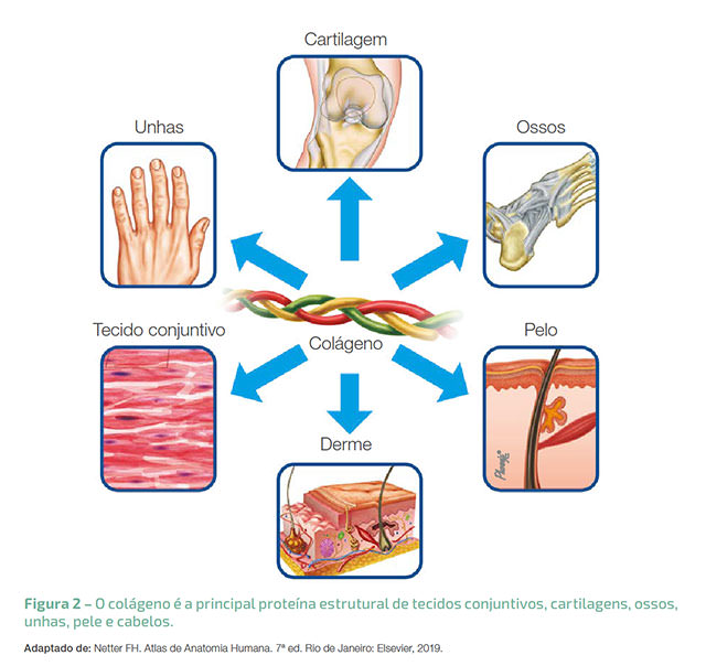 Figura 2 – O colágeno é a principal proteína estrutural de tecidos conjuntivos, cartilagens, ossos, unhas, pele e cabelos.